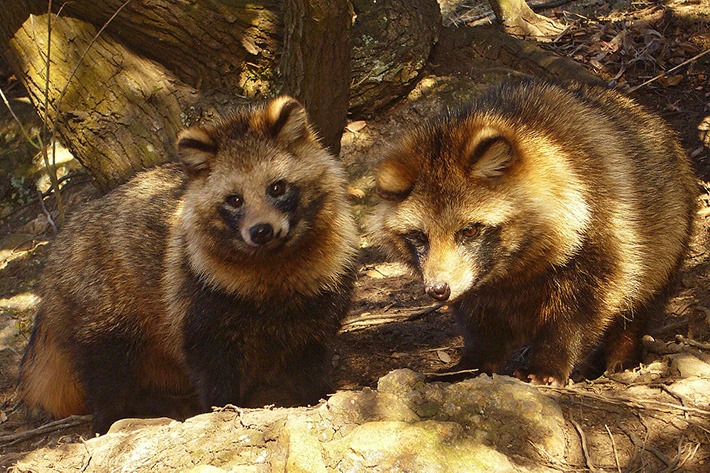 Tanuki, cane/procione